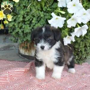 Simba, Corgipoo Puppy