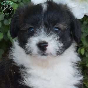 Simba, Corgipoo Puppy
