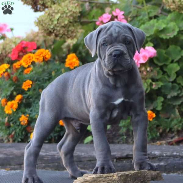 Simba, Cane Corso Puppy