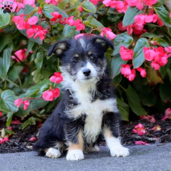 Simba, Miniature Poodle Mix Puppy
