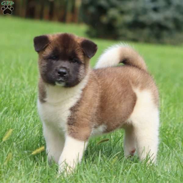 Simba, Akita Puppy