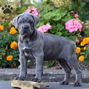 Simba, Cane Corso Puppy