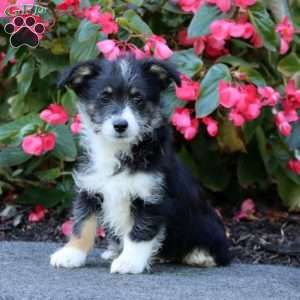 Simba, Miniature Poodle Mix Puppy