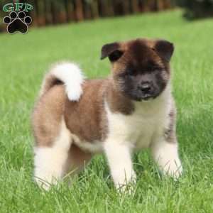 Simba, Akita Puppy