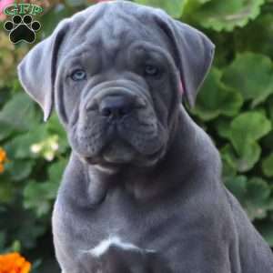 Simba, Cane Corso Puppy