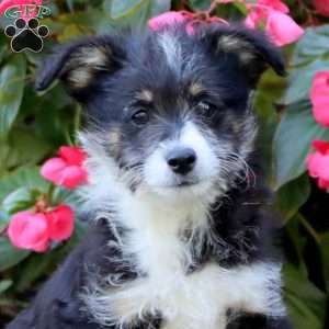 Simba, Miniature Poodle Mix Puppy