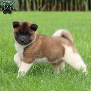 Simba, Akita Puppy