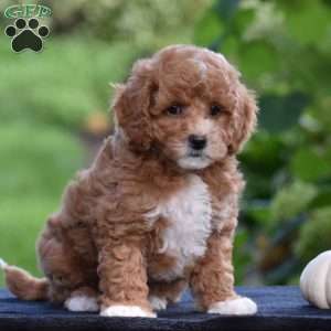 Simba, Cavapoo Puppy
