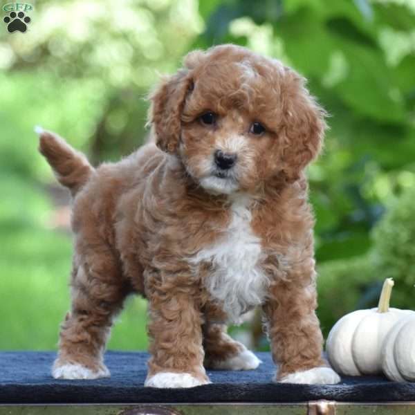 Simba, Cavapoo Puppy