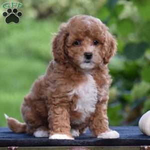 Simba, Cavapoo Puppy