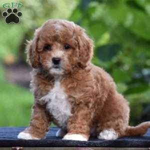 Simba, Cavapoo Puppy