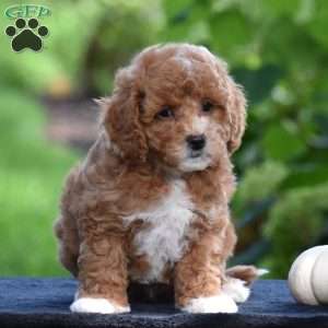 Simba, Cavapoo Puppy
