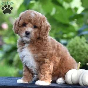 Simba, Cavapoo Puppy