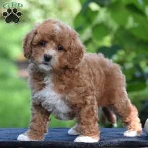 Simba, Cavapoo Puppy
