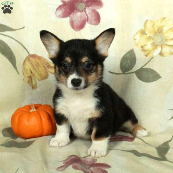 Simon, Pembroke Welsh Corgi Puppy