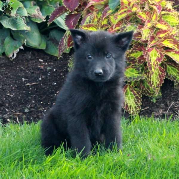 Simon, German Shepherd Puppy