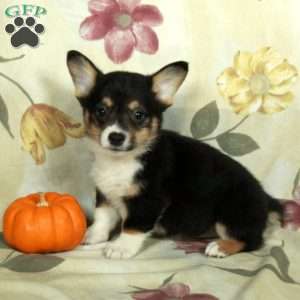Simon, Pembroke Welsh Corgi Puppy