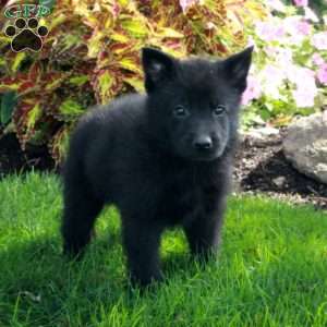 Simon, German Shepherd Puppy
