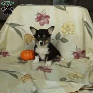 Simon, Pembroke Welsh Corgi Puppy