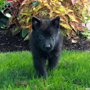 Simon, German Shepherd Puppy