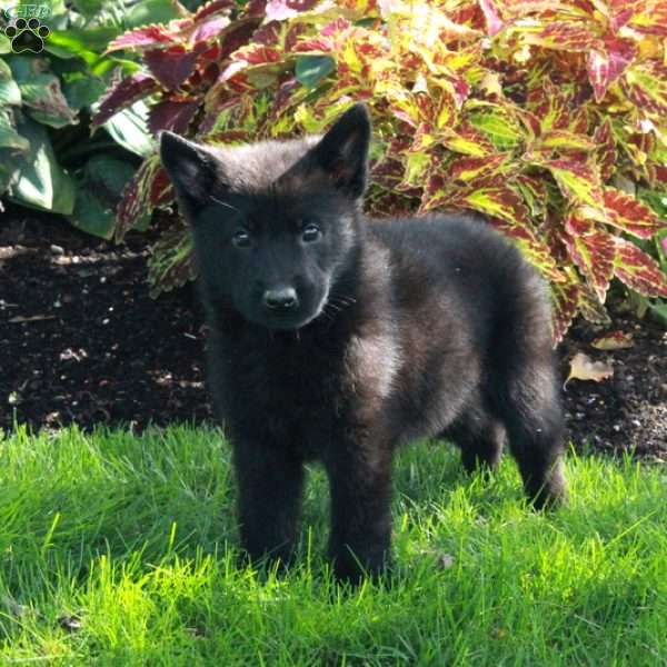 Skip, German Shepherd Puppy