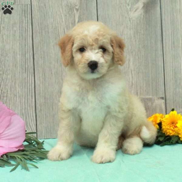 Skip, Borderdoodle Puppy