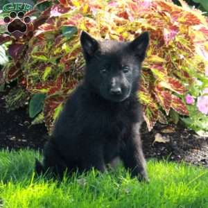 Skip, German Shepherd Puppy