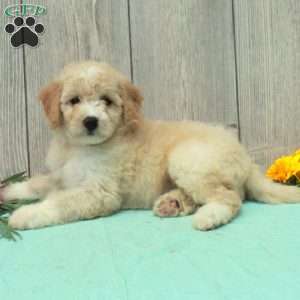 Skip, Borderdoodle Puppy