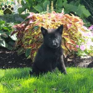 Skip, German Shepherd Puppy