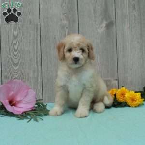 Skip, Borderdoodle Puppy
