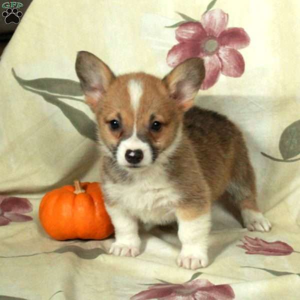 Skippy, Pembroke Welsh Corgi Puppy