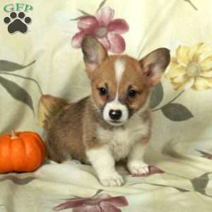 Skippy, Pembroke Welsh Corgi Puppy