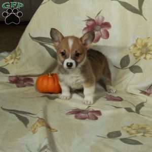 Skippy, Pembroke Welsh Corgi Puppy