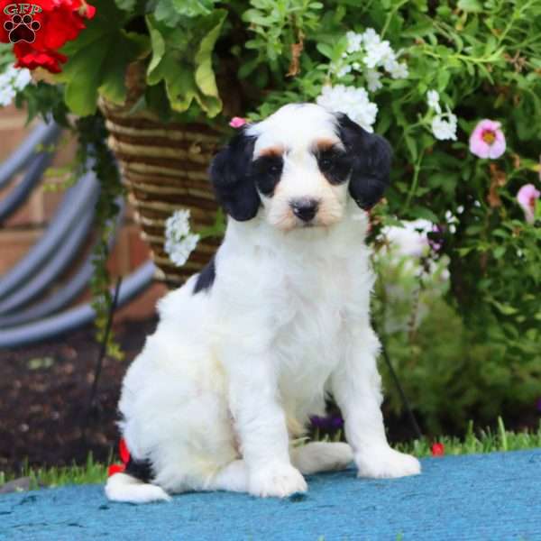 Skye, Mini Bernedoodle Puppy