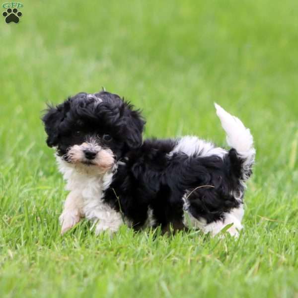 Skye, Havapoo Puppy