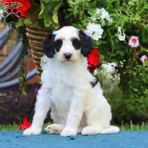 Skye, Mini Bernedoodle Puppy