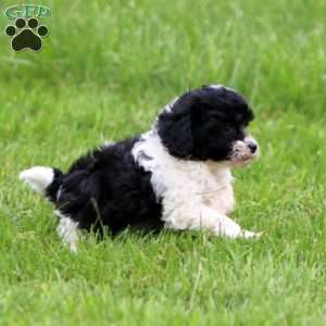 Skye, Havapoo Puppy