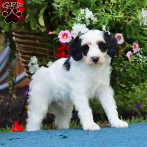 Skye, Mini Bernedoodle Puppy