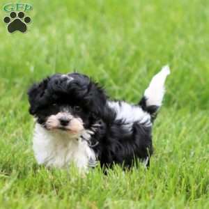 Skye, Havapoo Puppy