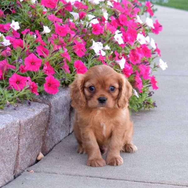 Skylar, Cavalier King Charles Spaniel Puppy