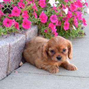 Skylar, Cavalier King Charles Spaniel Puppy