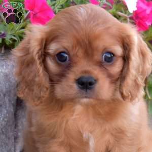 Skylar, Cavalier King Charles Spaniel Puppy