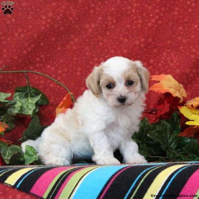 Skylark (Maltipoo, Female) in Quarryville, PA