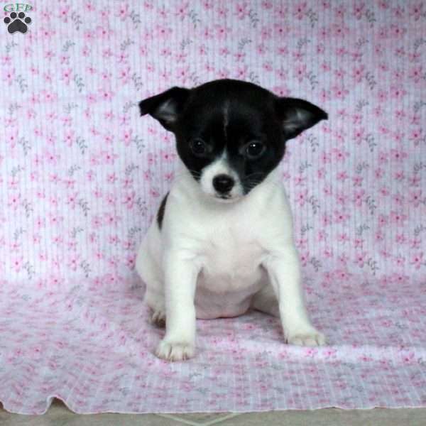 Smiley Sally, Chihuahua Puppy