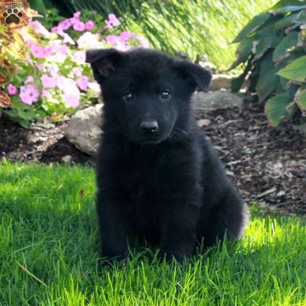 Smokey, German Shepherd Puppy
