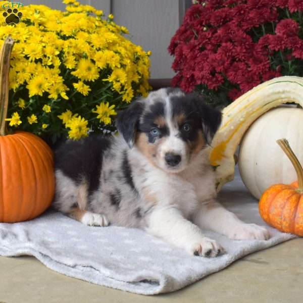 Smokey, Australian Shepherd Puppy
