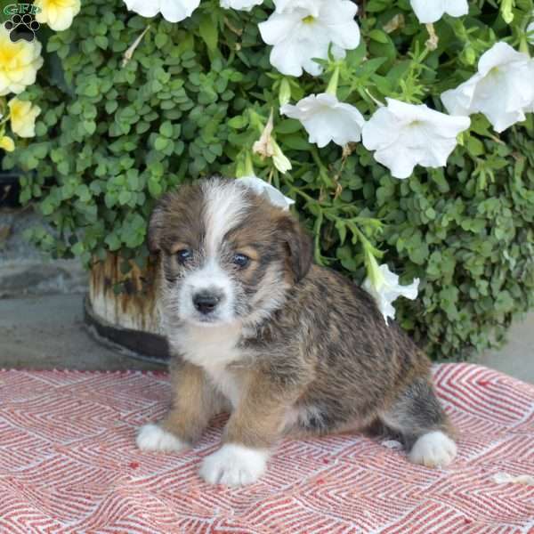 Smokey, Corgipoo Puppy