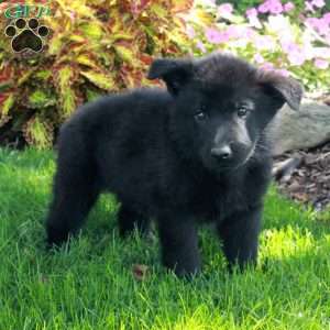 Smokey, German Shepherd Puppy