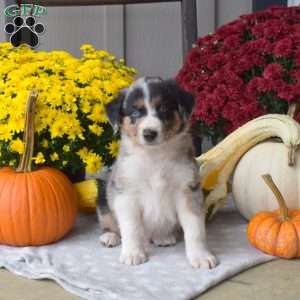 Smokey, Australian Shepherd Puppy