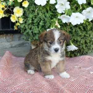 Smokey, Corgipoo Puppy